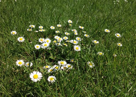 Gaensebluemchen Wiese